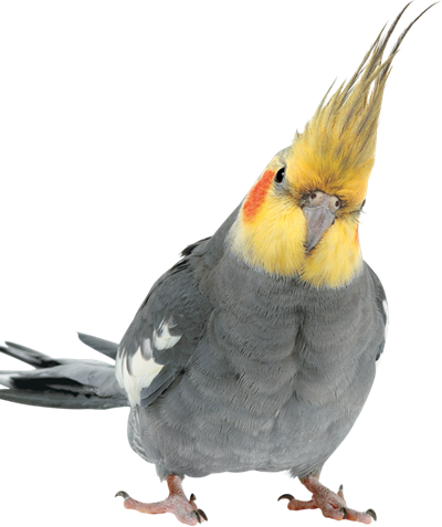 Yellow and Gray Cockatiel